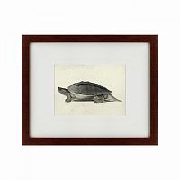 картина: a hand-painted illustration of a burmese roofed turtle, 1873 в Дзержинске