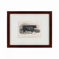 картина: a devon bull, 1849 в Дзержинске