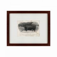 картина: a devon steer, 1869 в Дзержинске
