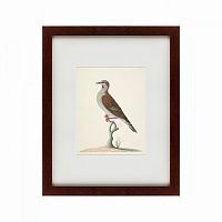 картина: the brown bird в Дзержинске