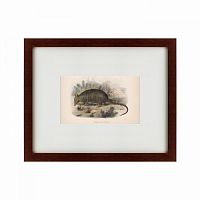картина: armadillo, 1860 в Дзержинске