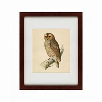 картина: brown owl, 1760 в Дзержинске